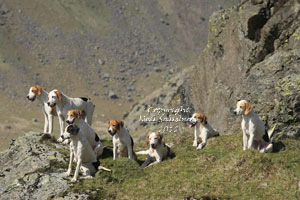 Fell fox hunting photography by Betty Fold Gallery of Hawkshead Cumbria